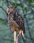 Great Horned Owl 1295crp